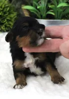 #6 Male (Autumn's), a male Cavapoo for sale in Paris, KY – 2 of 2