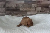 #2 Female (Tara), a female Cavapoo for sale in Paris, KY – 2 of 2