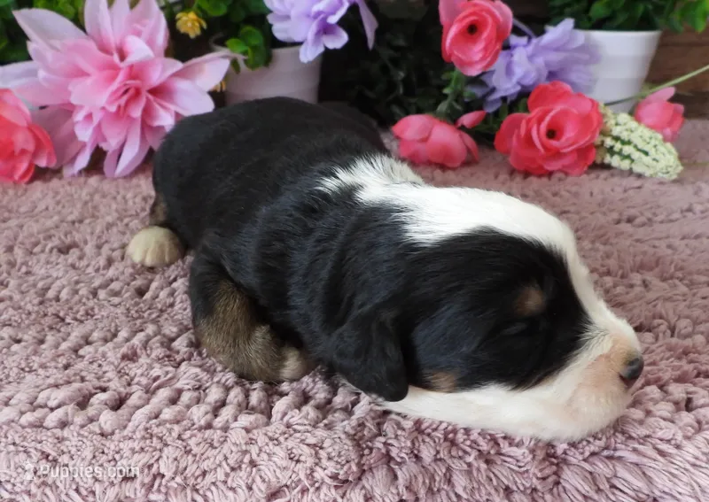 #4 Female (Splash's) – Miniature Bernedoodle puppy for sale in Paris, KY