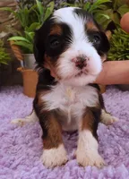 #2 Female (Autumn's), a female Cavapoo for sale in Paris, KY – 2 of 5