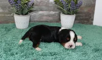 Beautys #3 Male, a male Cavalier King Charles Spaniel for sale in Paris, KY – 2 of 2