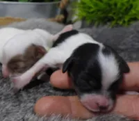 #2 Female (Adeline's), a female Cavapoo for sale in Paris, KY – Photo 5 of 5