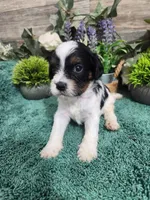 #2 Female (Adeline's), a female Cavapoo for sale in Paris, KY – Photo 1 of 5