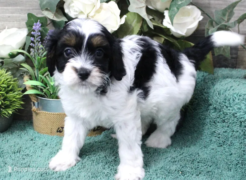 #2 Female (Adeline's) – Cavapoo puppy for sale in Paris, KY