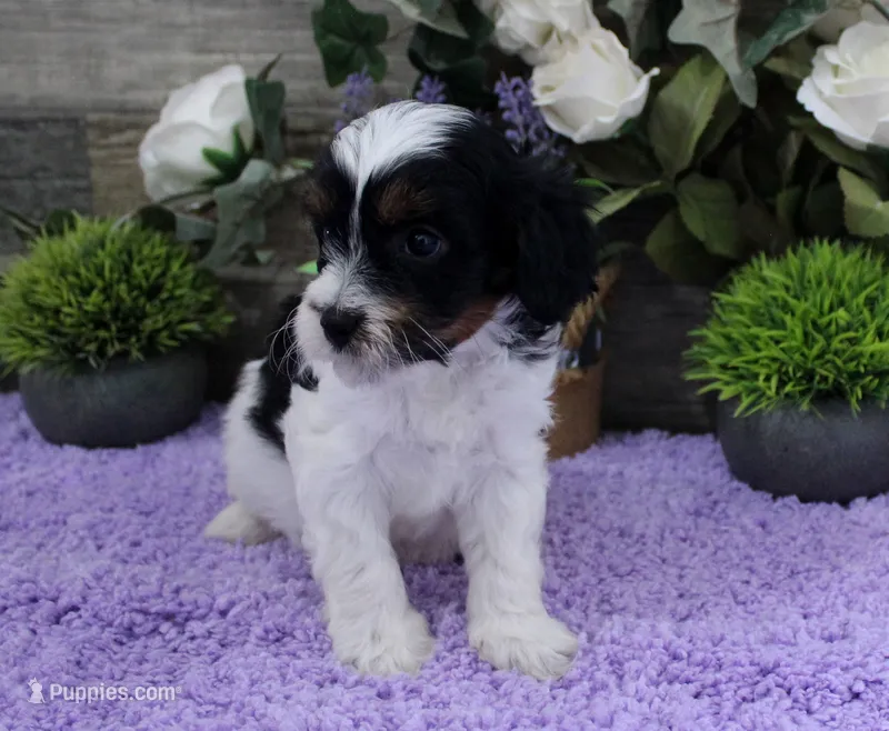 #2 Female (Adeline's) – Cavapoo puppy for sale in Paris, KY