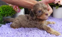 #5 Male (Dawn's), a male Cavapoo for sale in Paris, KY – 4 of 9