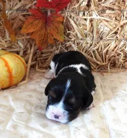 #1 Male (Tippie's), a male Cavalier King Charles Spaniel for sale in Paris, KY – 2 of 2
