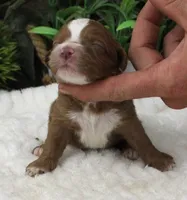#5 Male (Autumn's), a male Cavapoo for sale in Paris, KY – 2 of 2