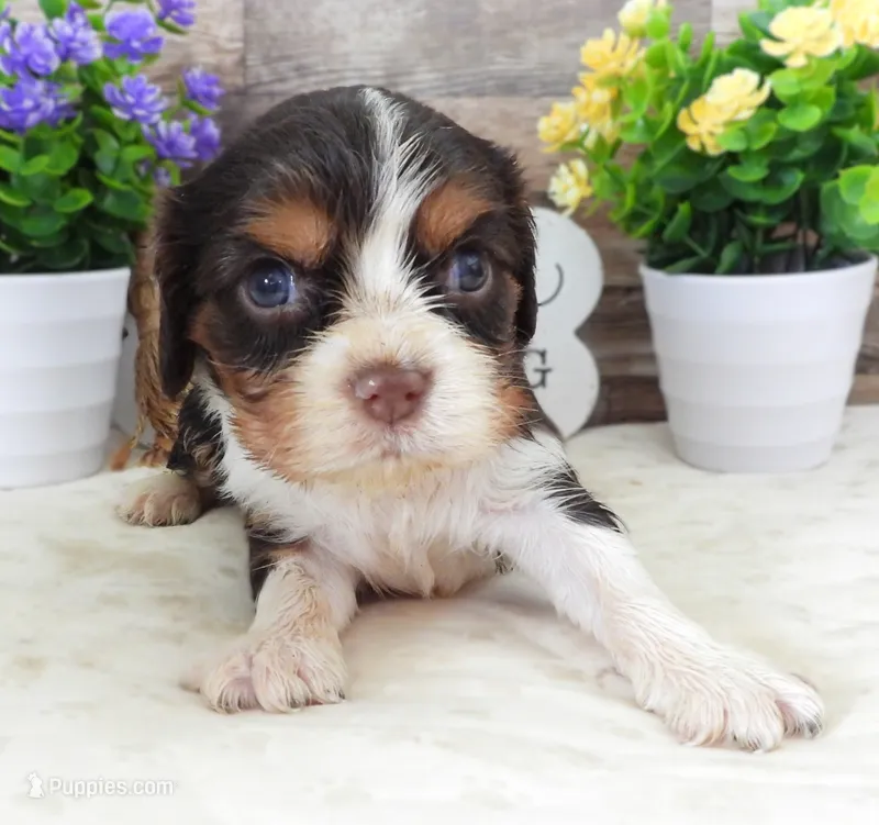 #4 Male (Lulu's) – Cavalier King Charles Spaniel puppy for sale in Paris, KY