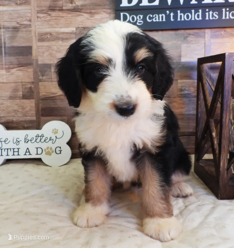 #2 Female (Splash's) – Miniature Bernedoodle puppy for sale in Paris, KY