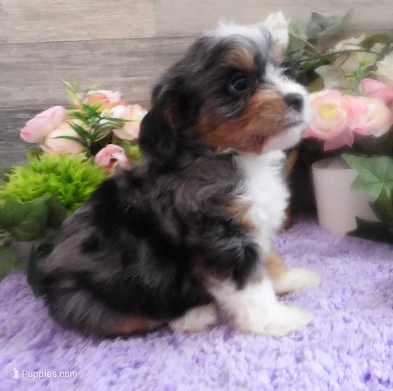 #3 Male (Evie's) – Cavapoo puppy on hold in Paris, KY
