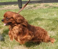 Five Paddocks Bentley, a male Cavalier King Charles Spaniel for sale in Paris, KY – 5 of 5