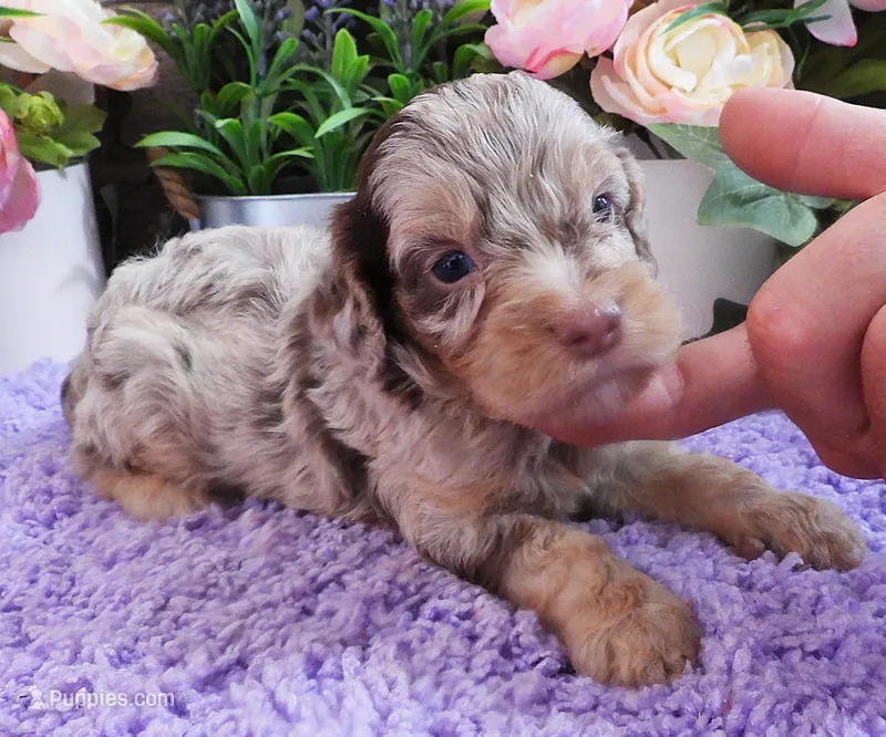 #3 Male (Dawn's) – Cavapoo puppy for sale in Paris, KY
