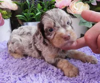 #3 Male (Dawn's), a male Cavapoo for sale in Paris, KY – 3 of 5