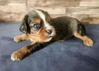 #2 Male (Lori's), a male Cavalier King Charles Spaniel for sale in Paris, KY – 2 of 3