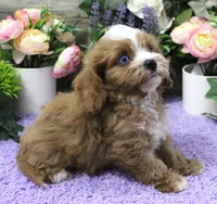 #5 Male (Autumn's), a male Cavapoo for sale in Paris, KY – 2 of 8