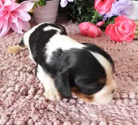 #2 Male (Lulu's), a male Cavalier King Charles Spaniel for sale in Paris, KY – 3 of 3