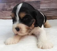 #4 Male (Lesley's), a male Cockalier for sale in Paris, KY – Photo 1 of 2