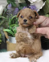 #1 Female (Ginger's), a female Cavapoo for sale in Paris, KY – 6 of 10