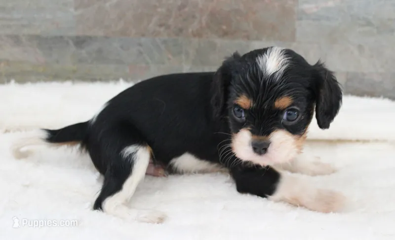 #3 Male (Ruby) – Cavalier King Charles Spaniel puppy for sale in Paris, KY