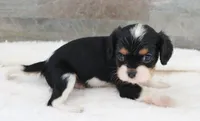 #3 Male (Ruby), a male Cavalier King Charles Spaniel for sale in Paris, KY – 1 of 10