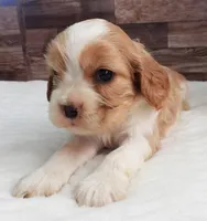 #1 Female (Lesley's), a female Cockalier for sale in Paris, KY – Photo 2 of 3