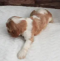 #1 Female (Lesley's), a female Cockalier for sale in Paris, KY – Photo 3 of 3