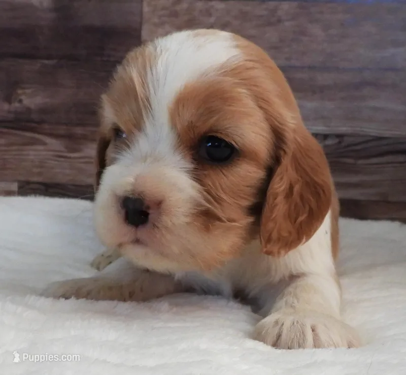 #1 Female (Lesley's)