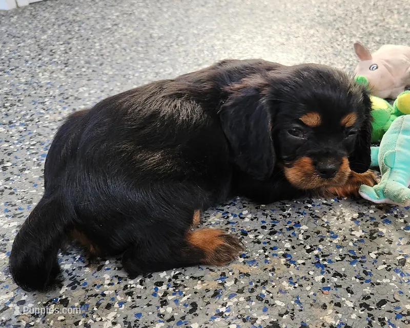 #1 Male (Barbie's) – Cavalier King Charles Spaniel puppy for sale in Paris, KY