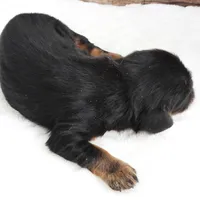 #1 Male (Barbie's), a male Cavalier King Charles Spaniel for sale in Paris, KY – Photo 3 of 4