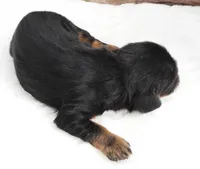 #1 Male (Barbie's), a male Cavalier King Charles Spaniel for sale in Paris, KY – Photo 3 of 4