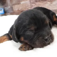 #1 Male (Barbie's), a male Cavalier King Charles Spaniel for sale in Paris, KY – Photo 2 of 4