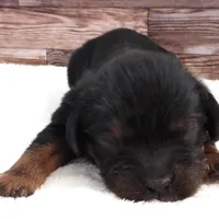 #1 Male (Barbie's), a male Cavalier King Charles Spaniel for sale in Paris, KY – Photo 1 of 4