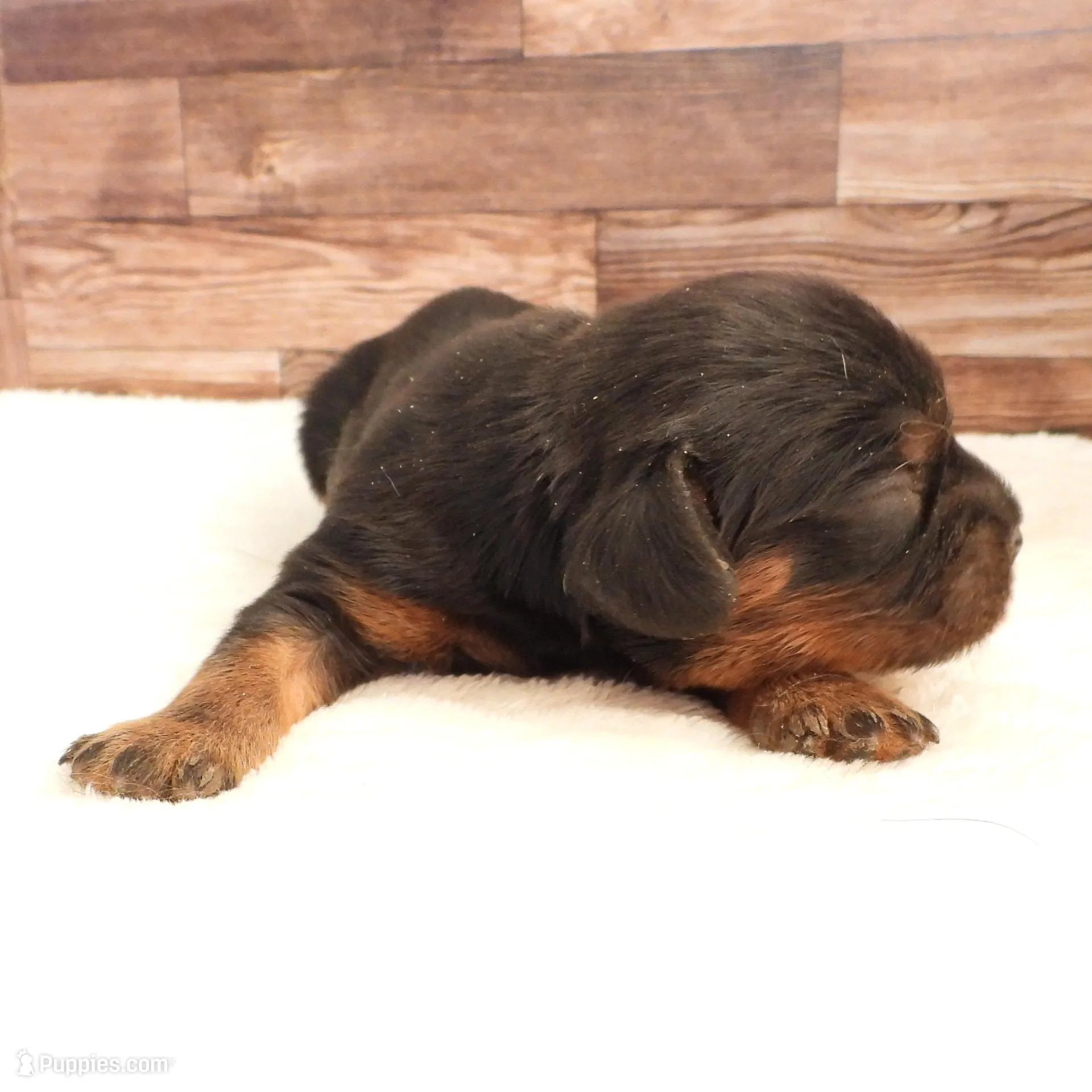 #1 Male (Barbie's), a male Cavalier King Charles Spaniel for sale in Paris, KY – Photo 4 of 4