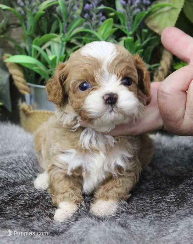 #2 Male (Ginger's) – Cavapoo puppy for sale in Paris, KY