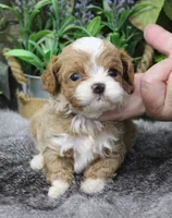 #2 Male (Ginger's), a male Cavapoo for sale in Paris, KY – 5 of 9