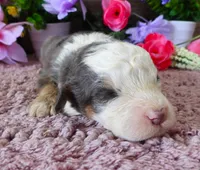 #10 Male (Splash's), a male Miniature Bernedoodle for sale in Paris, KY – 2 of 5