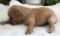 #1 Female (Ginger's), a female Cavapoo for sale in Paris, KY – 3 of 3