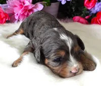 #1 Female (Whitney's), a female Cavapoo for sale in Paris, KY – 2 of 5