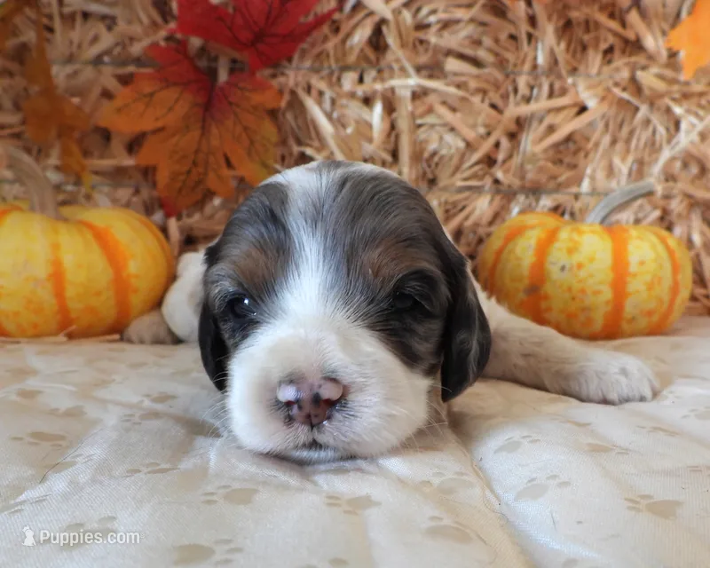 #4 Female (Leslie's) – Cockapoo puppy for sale in Paris, KY