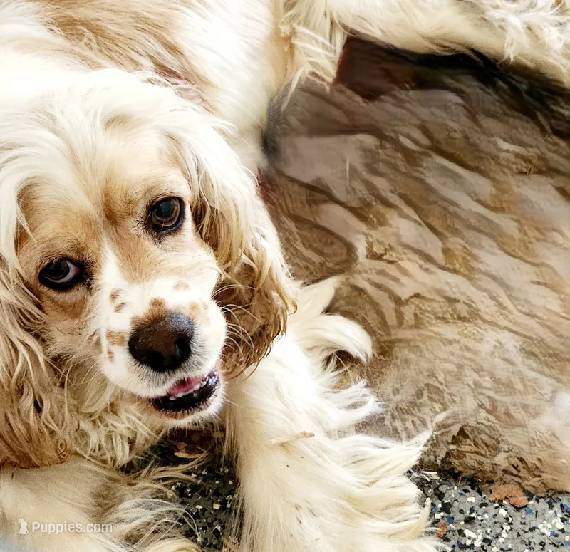 Leslie – Cocker Spaniel puppy for sale in Paris, KY