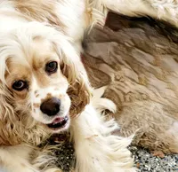 Leslie, a female Cocker Spaniel for sale in Paris, KY – 1 of 3