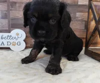 #2 Male (Blackie's), a male Cockalier for sale in Paris, KY – 2 of 3