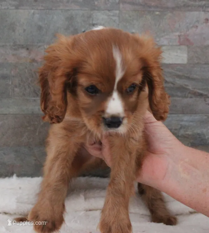 #1 Male Reba – Cavalier King Charles Spaniel puppy for sale in Paris, KY