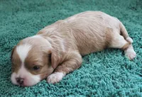 #2 Male (Ginger's), a male Cavapoo for sale in Paris, KY – 2 of 4