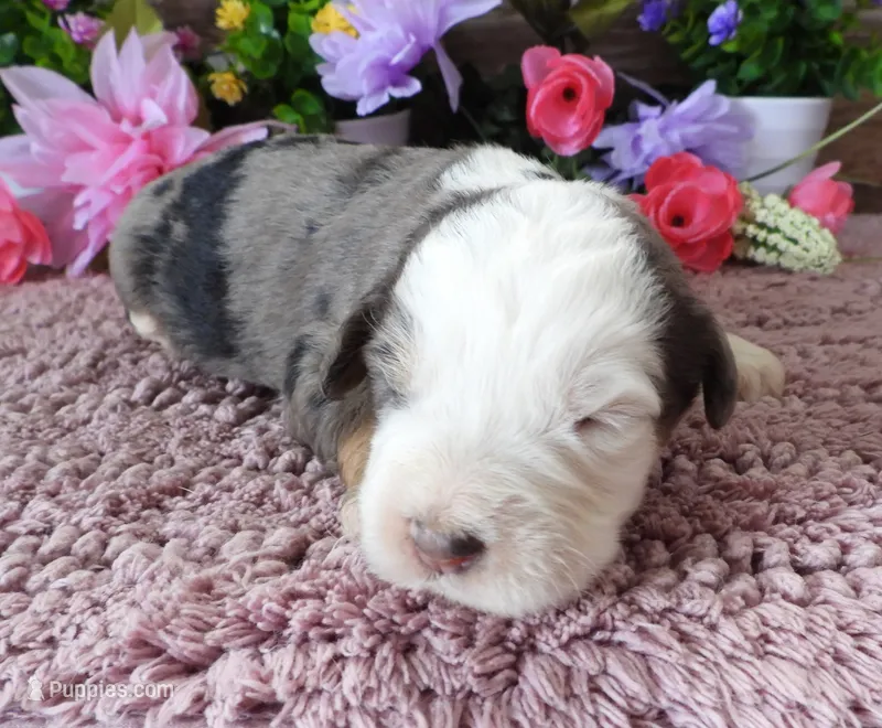 #3 Female (Splash's) – Miniature Bernedoodle puppy for sale in Paris, KY