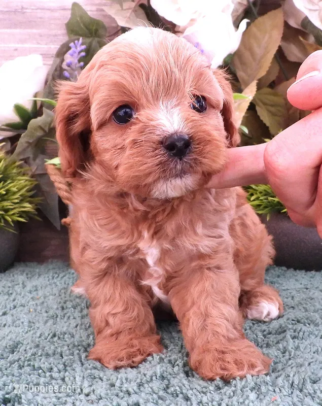 #3 Male (Ginger's) – Cavapoo puppy on hold in Paris, KY