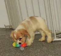 Leslie, a female Cocker Spaniel for sale in Paris, KY – 3 of 3