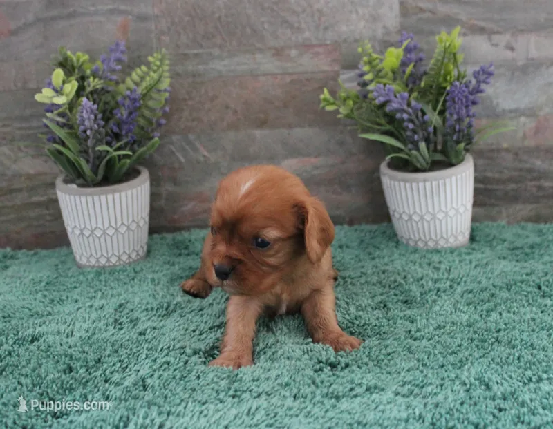 #6 Male (Ruby) – Cavalier King Charles Spaniel puppy for sale in Paris, KY