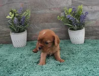 #6 Male (Ruby), a male Cavalier King Charles Spaniel for sale in Paris, KY – 7 of 10